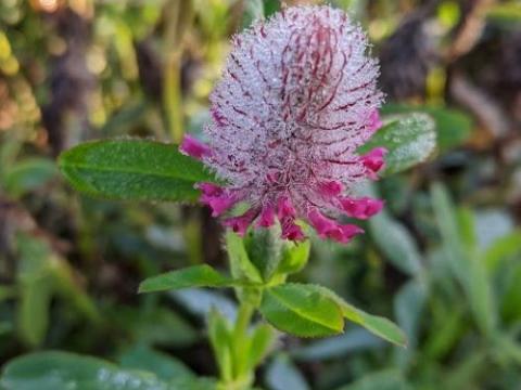 Trifolium rubens