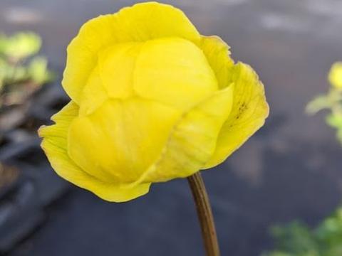 Trollius europaeus