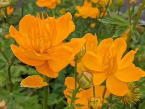 Trollius chinensis 'Golden Queen'