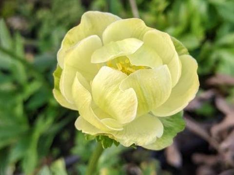 Trollius 'New Moon'