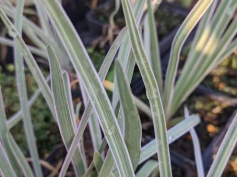 Tulbaghia violacea 'Silver Lace'