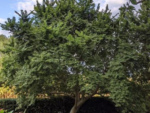 Ulmus x minor 'Jacqueline Hillier'