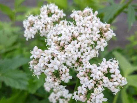 Valeriana officinalis valeriaan