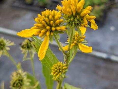 Verbesina alternifolia 'Goldstrahl'