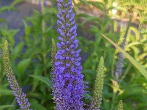Veronica longifolia 'Blauriesin'