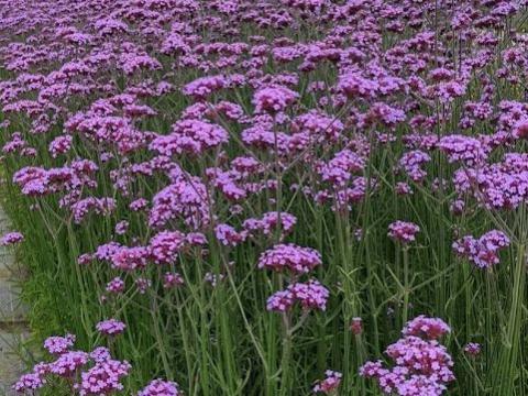 Verbena bonariensis