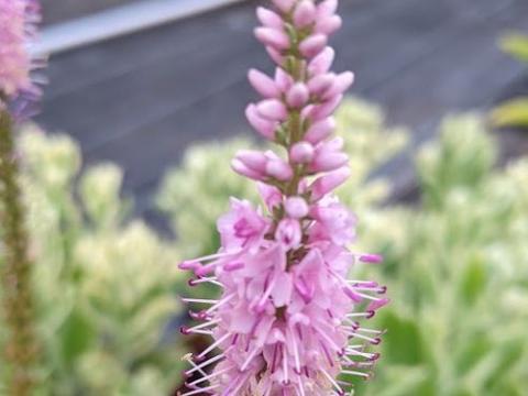 Veronica longifolia 'Can Can'