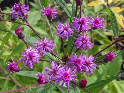 Vernonia crinita (arkansana)