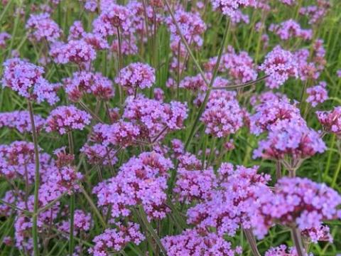 Verbena bonariensis 'Bonnie'