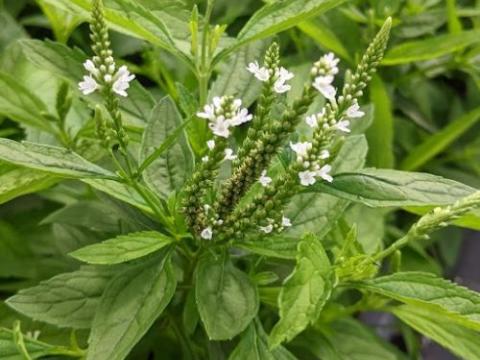 Verbena hastata 'White Spires'