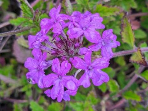 Verbena can. 'Homestead Puple'