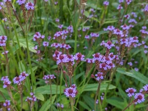 Verbena mac. 'Lavender  Spires'