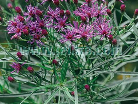 Vernonia lettermannii