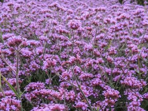 Verbena bonariensis 'Lollipop' PBR