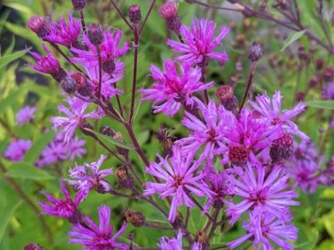 Vernonia crinita 'Mammuth'