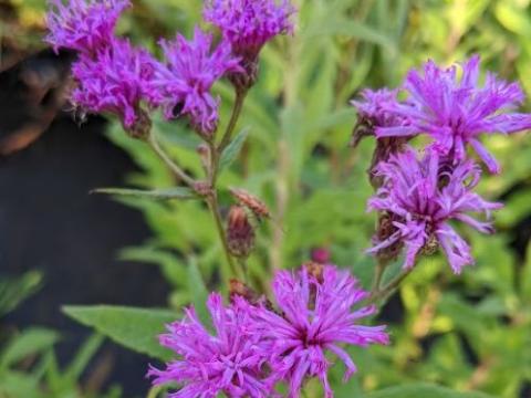 Vernonia angustifolia x missurica