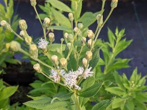 Vernonia noveboracensis 'White Lightning'