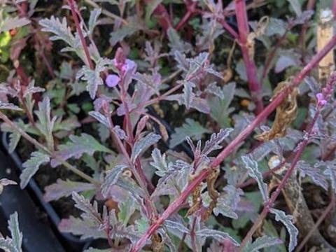Verbena officinalis 'Bampton'