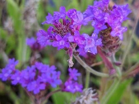 Verbena rigida