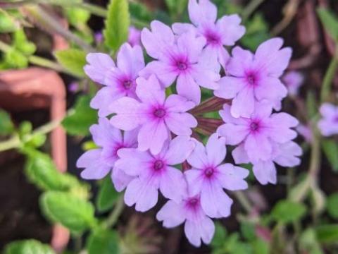Verbena 'Seabrook's Lavender'