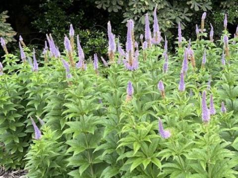Veronicastrum sibiricum