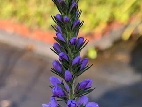 Veronica spicata