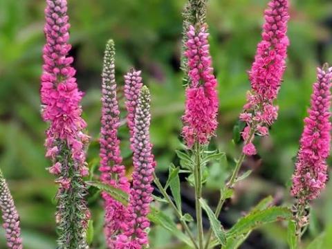 Veronica spicata 'Rotfuchs'