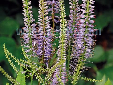 Veronicastrum virginicum