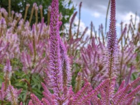 Veronicastrum vir. 'Adoration'