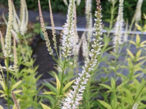 Veronicastrum vir. 'Album'