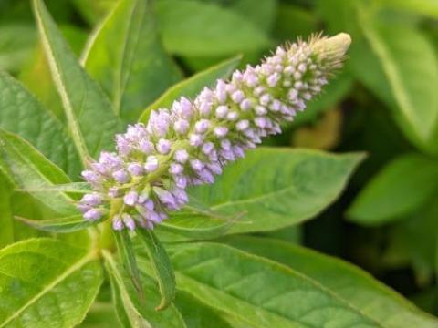 Veronicastrum vir. 'Apollo'