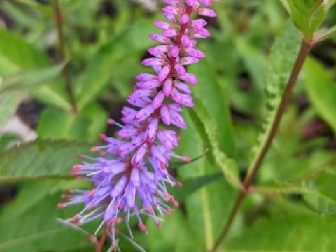 Veronicastrum vir. 'Cupid'
