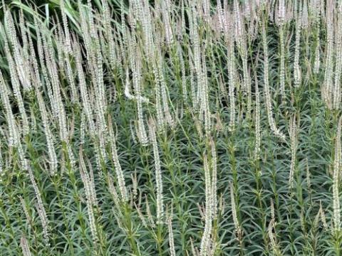 Veronicastrum vir. 'Diana'
