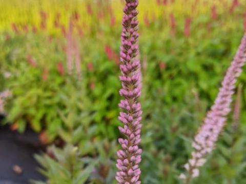 Veronicastrum vir. 'Erika'