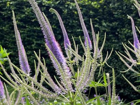 Veronicastrum vir. 'Fascination'