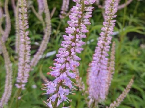 Veronicastrum vir. 'Lavendelturm'