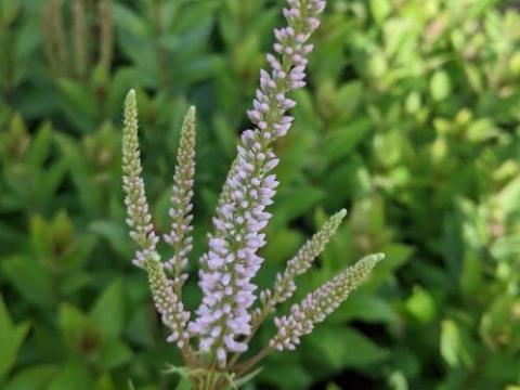 Veronicastrum vir. 'Pink Glow'