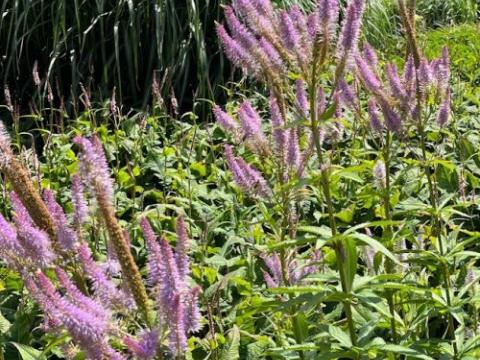 Veronicastrum vir. 'Red Arrows'