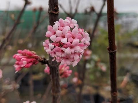 Viburnum bod. (x) 'Dawn'