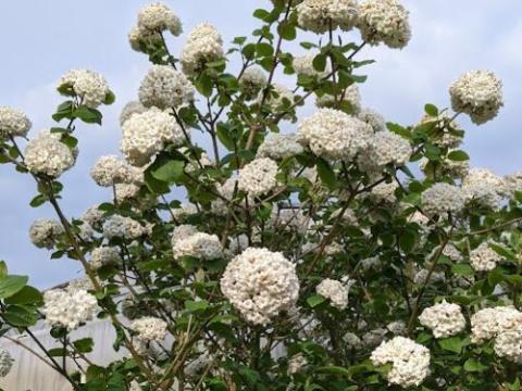 Viburnum carlcephalum