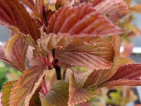Viburnum bod. 'Charles Lamont'