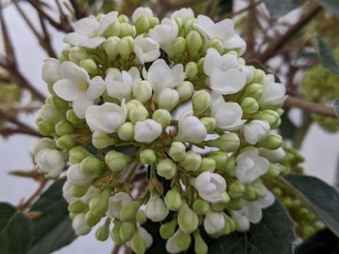 Viburnum 'Eskimo' halfstam