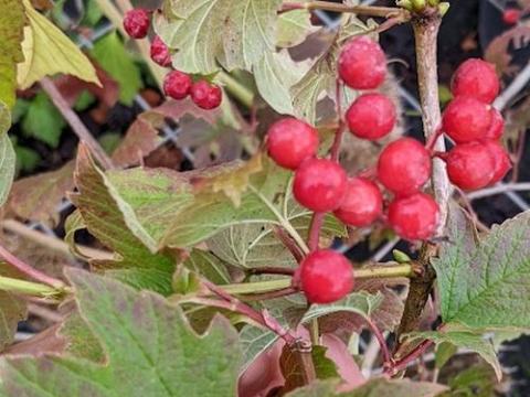 Viburnum opulus  GELDERSE ROOS