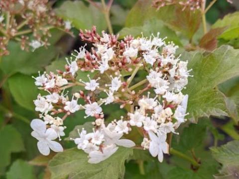 Viburnum opulus 'Compactum'