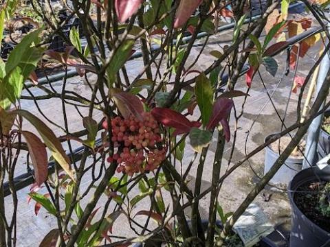 Viburnum nudum 'Pink Beauty' multistam