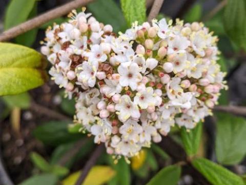 Viburnum 'Pragense'