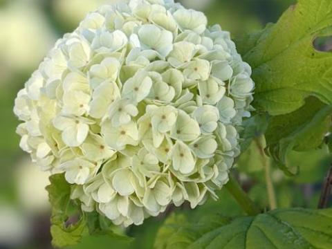 Viburnum opulus 'Roseum'