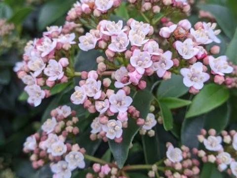 Viburnum tinus