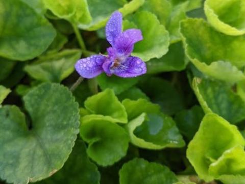 Viola odorata 'Königin Charlotte'