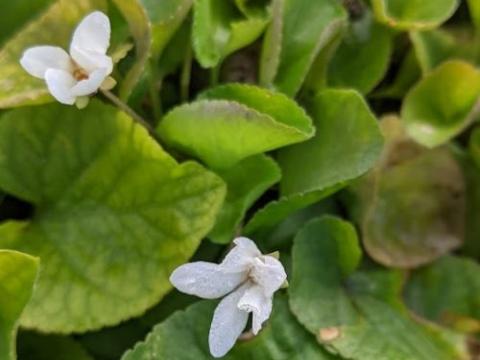 Viola odorata 'Alba' (Royal Wedding)